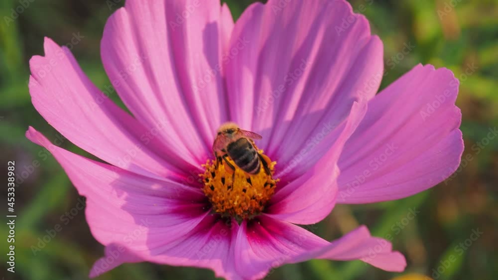 Blume im Wind mit Biene