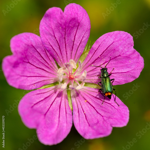 Green beetle sits on a bright pink flower.