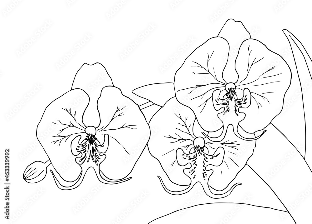 Fototapeta premium Orchid flowers Design elements. Hand drawing coloring page for kids and adults Vector exotic flower leaf bouquet