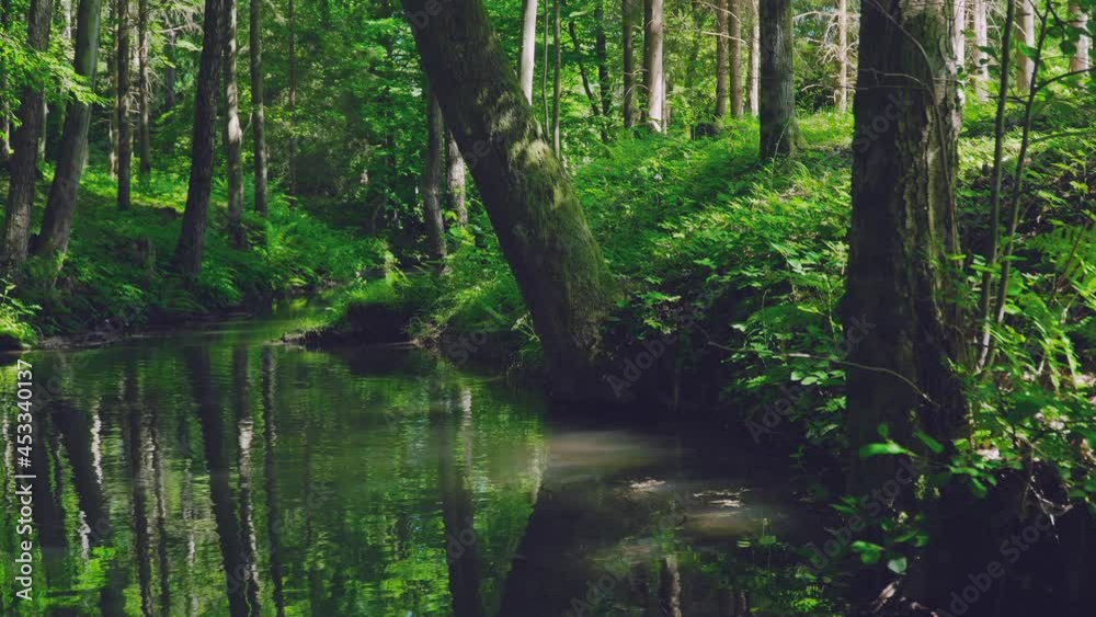 river in the forest river in the forest