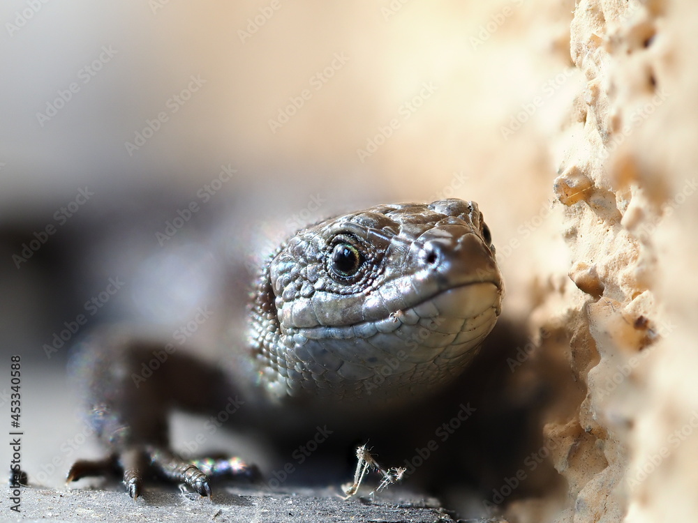 Obraz premium Lizard close-up