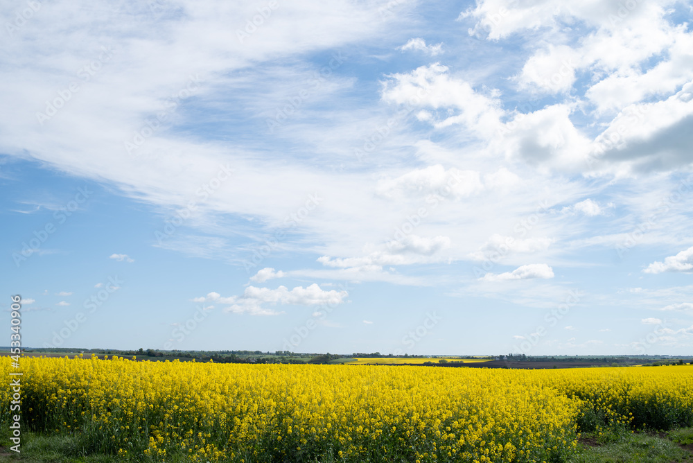 Yellow agriculture fields and clouds in the blue sky landscape