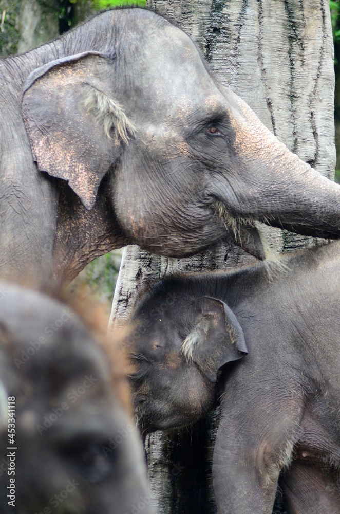 Fototapeta premium close up of an elephant