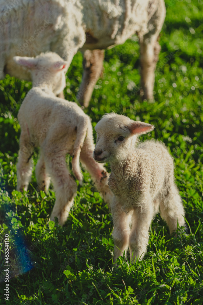 two lambs two lambs