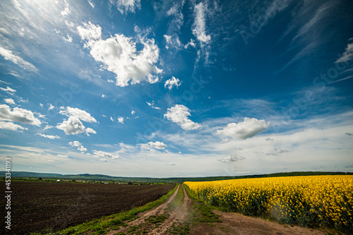 Yellow agriculture fields and clouds in the blue sky landscape