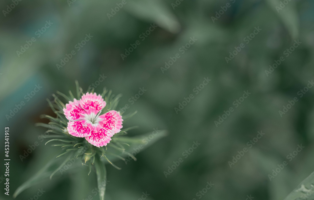 lovely flowers red in the garden green
