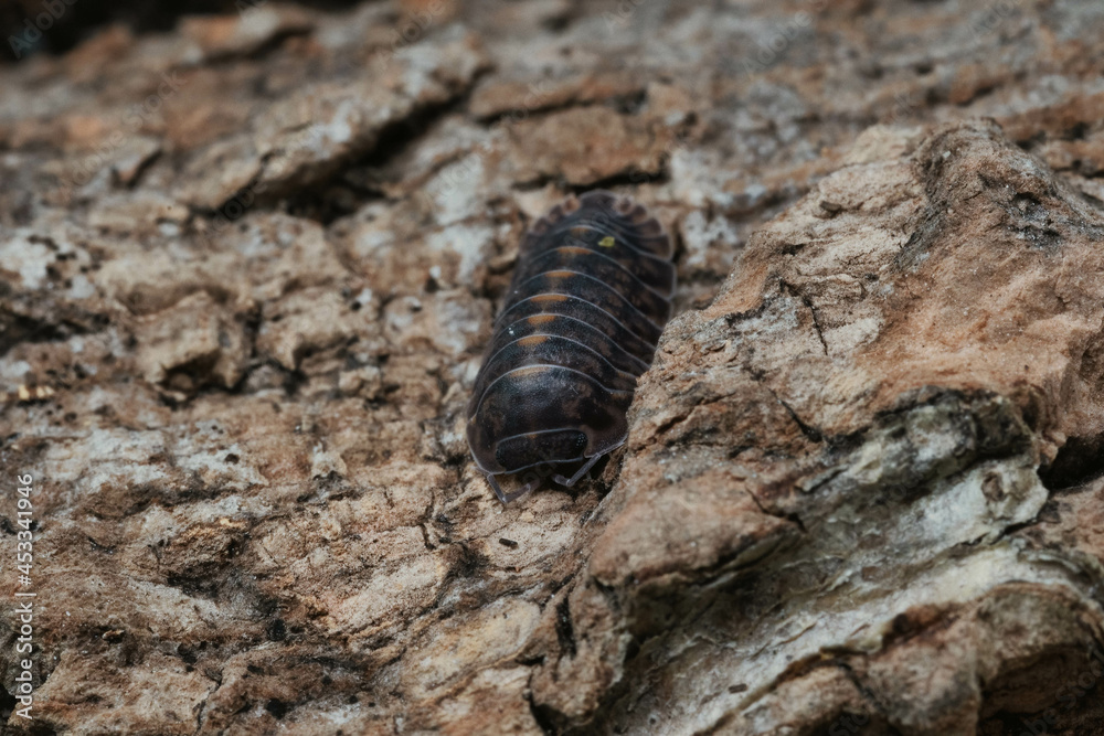 Isopod Cubaris species Platin crawling on marble. Isopod Cubaris species Platin crawling on marble.
