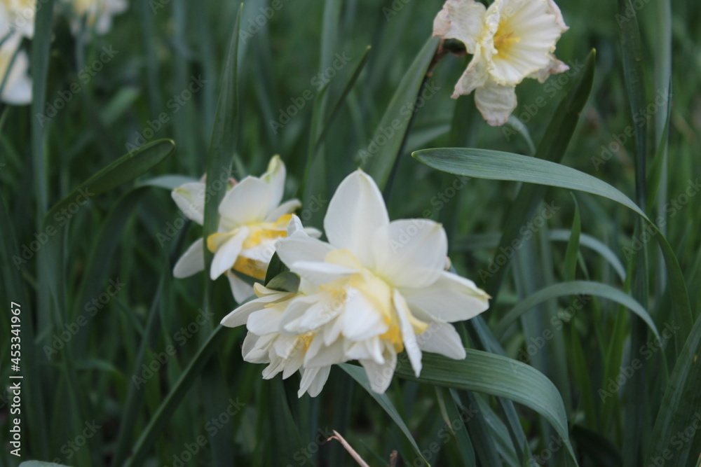 daffodils in spring