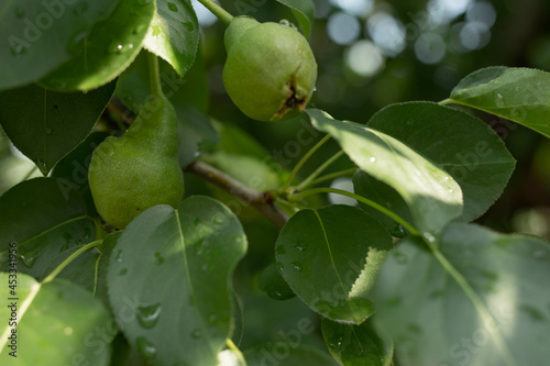 pear tree green fruit in the garden