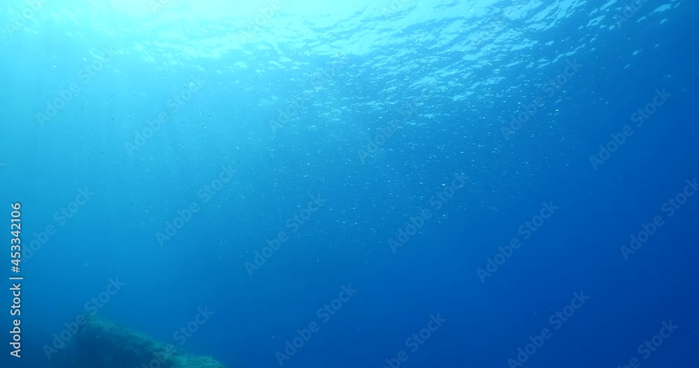 silversides under sun shine and beams underwater silverside fish school wavy sea protection ocean scenery behaviour silversides under sun shine and beams underwater silverside fish school wavy sea protection ocean scenery behaviour