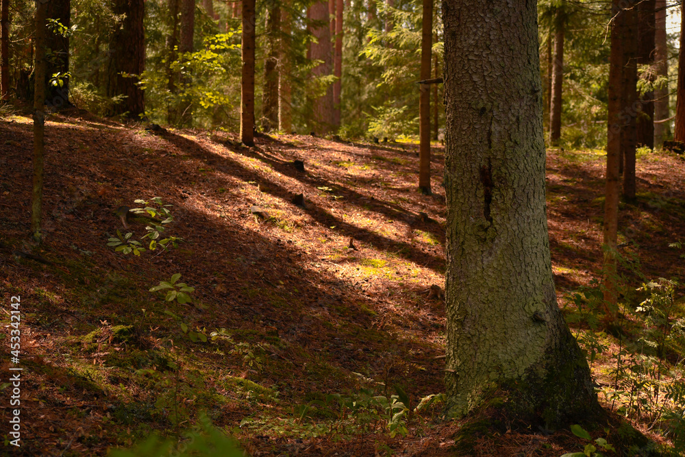 Forest landscape. Sunlit tree trunks will cast long shadows. Forest landscape. Sunlit tree trunks will cast long shadows.