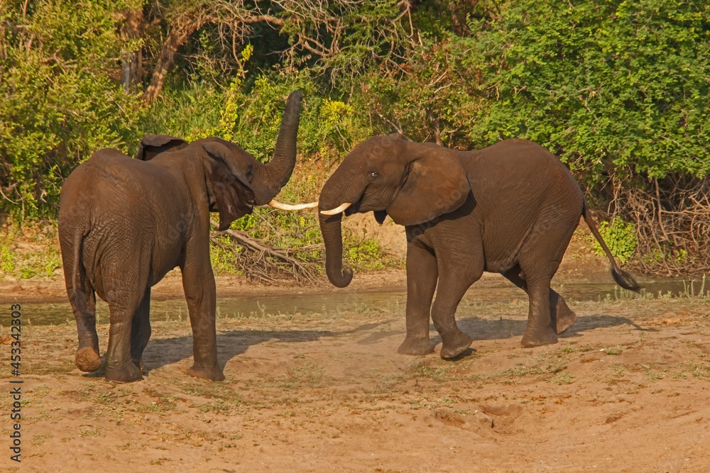 Fototapeta premium Young African Elephant bulls fighting 13671