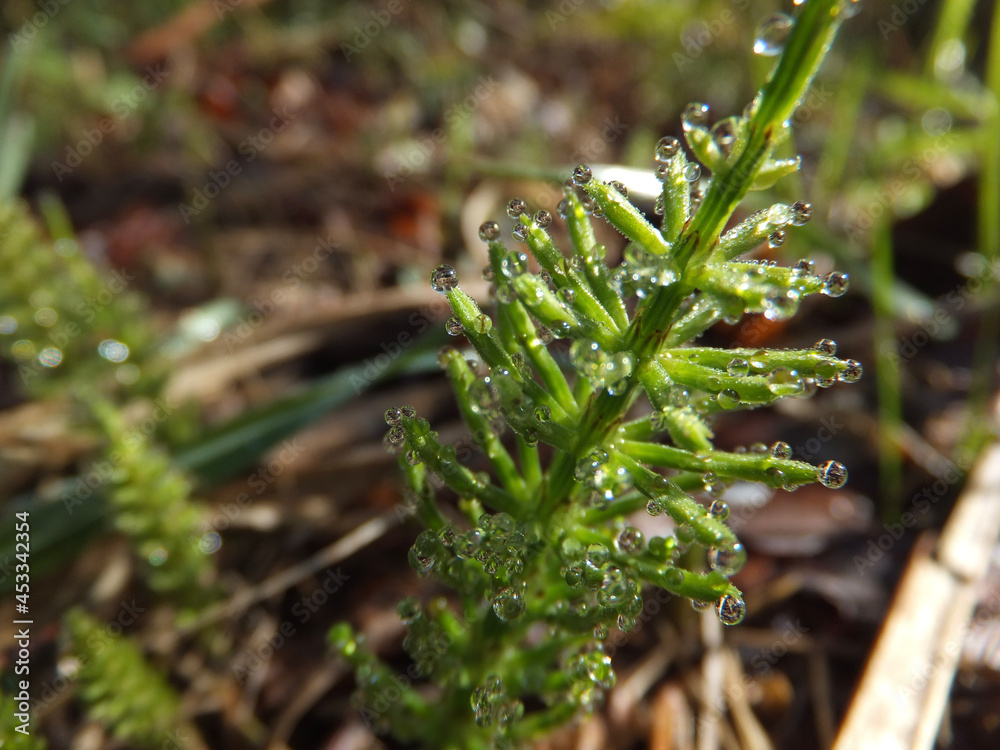 close up of fern close up of fern