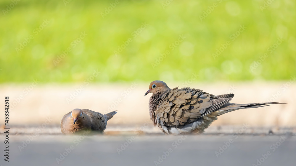 Obraz premium Mourning dove drinking and playing in the puddle