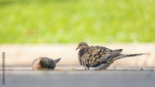 Mourning dove drinking and playing in the puddle