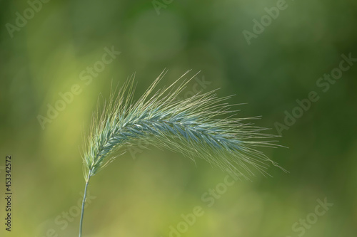 Close up shot of feather grass reed