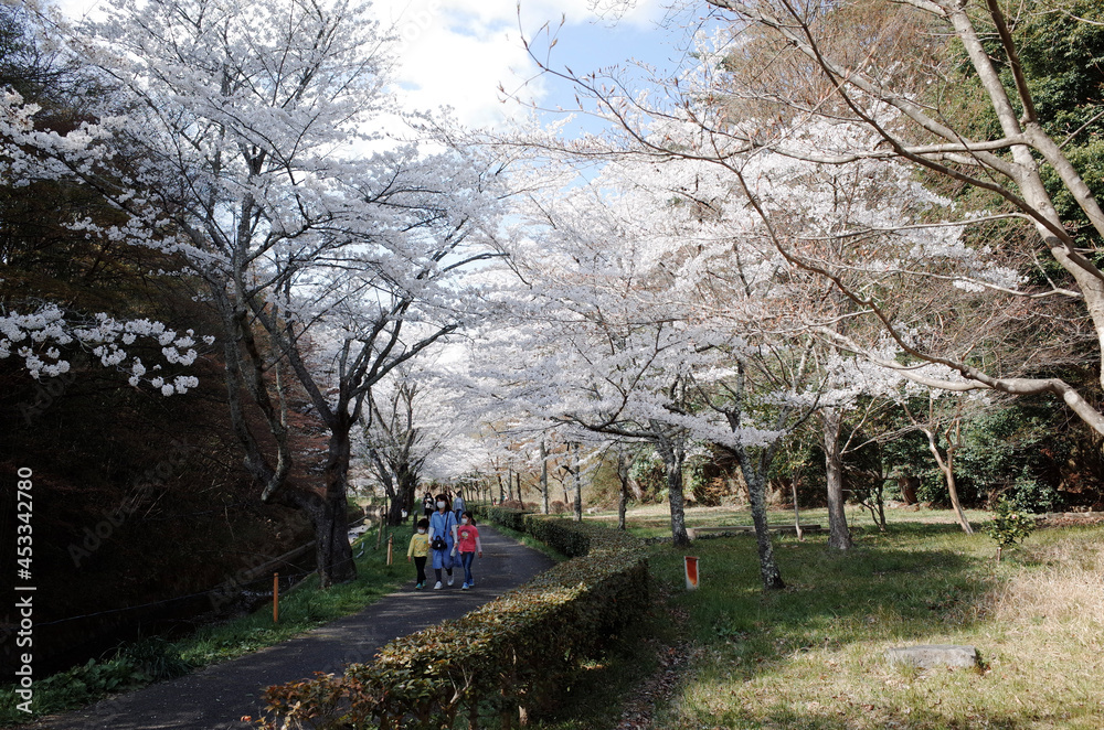 Obraz premium forest in spring