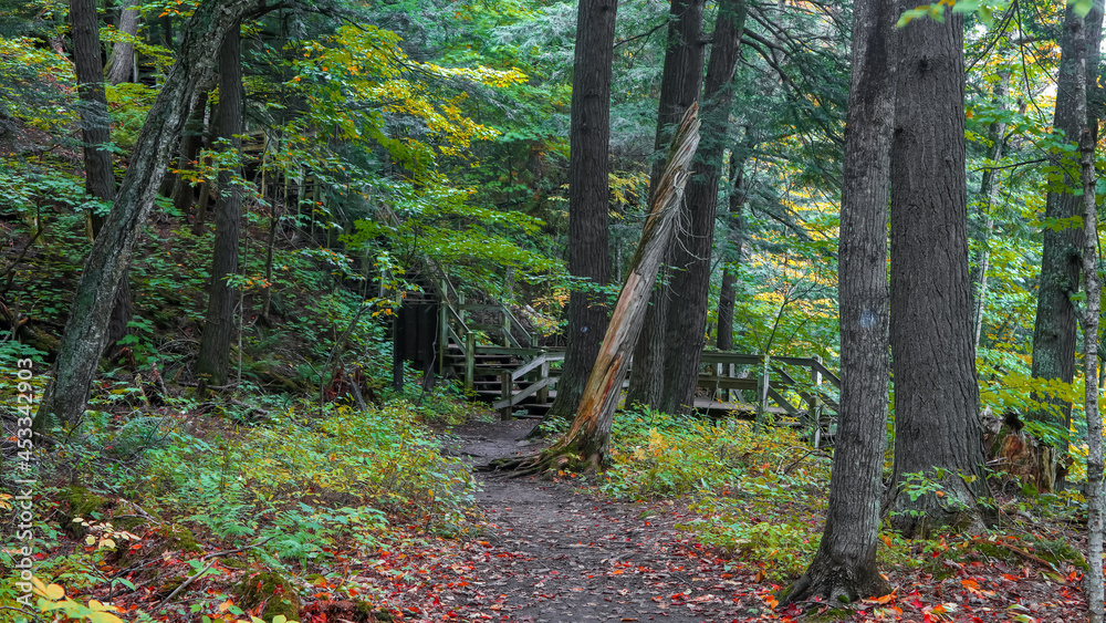 Obraz premium Woodlands in Black river national forest in Michigan upper peninsula