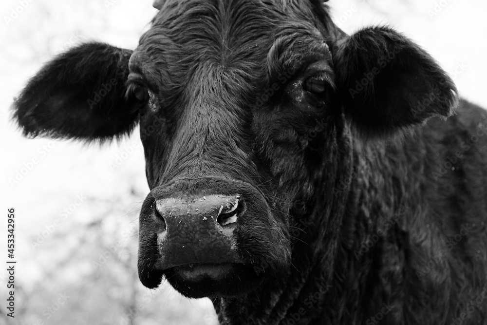 Judgmental cow face close up on farm. Judgmental cow face close up on farm.