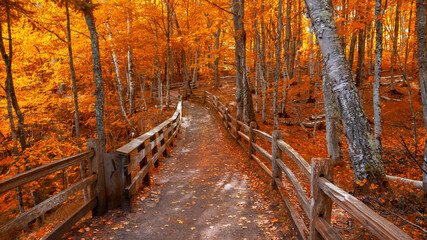 Crédence de cuisine Rouge Bright autumn trees along boardwalk in late autumn in Michigan upper peninsula  © SNEHIT PHOTO