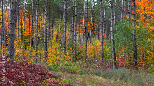 Colorful autumn foliage in Coniferous forest in Michigan upper peninsula