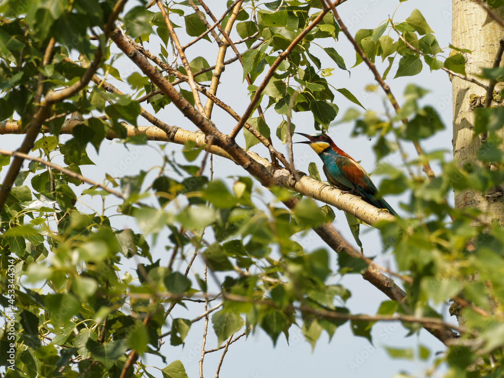 Europäischer Bienenfresser, Bienenfresser, Merops apiaster Europäischer Bienenfresser, Bienenfresser, Merops apiaster