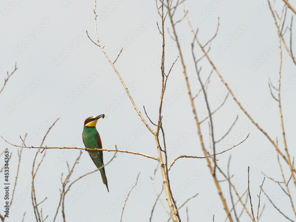 Europäischer Bienenfresser, Bienenfresser, Merops apiaster Europäischer Bienenfresser, Bienenfresser, Merops apiaster