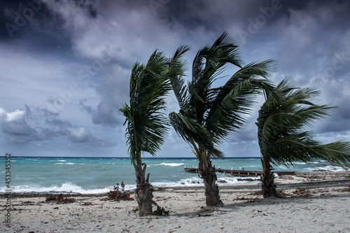 Tropical storm Ida batters the coastline of the Cayman Islands. These palm trees are being blown around in the latest weather formation in the caribbean photo