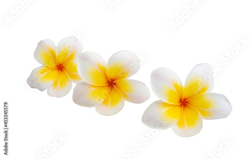 plumeria flower isolated