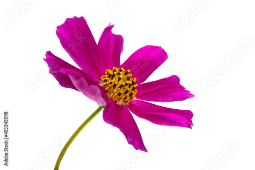 kosmeya flower isolated photo