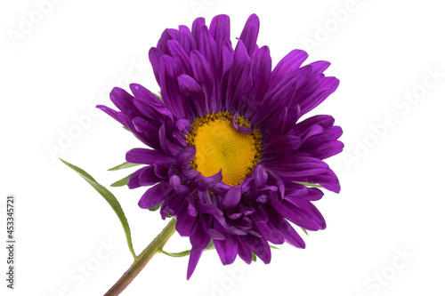 aster flower isolated