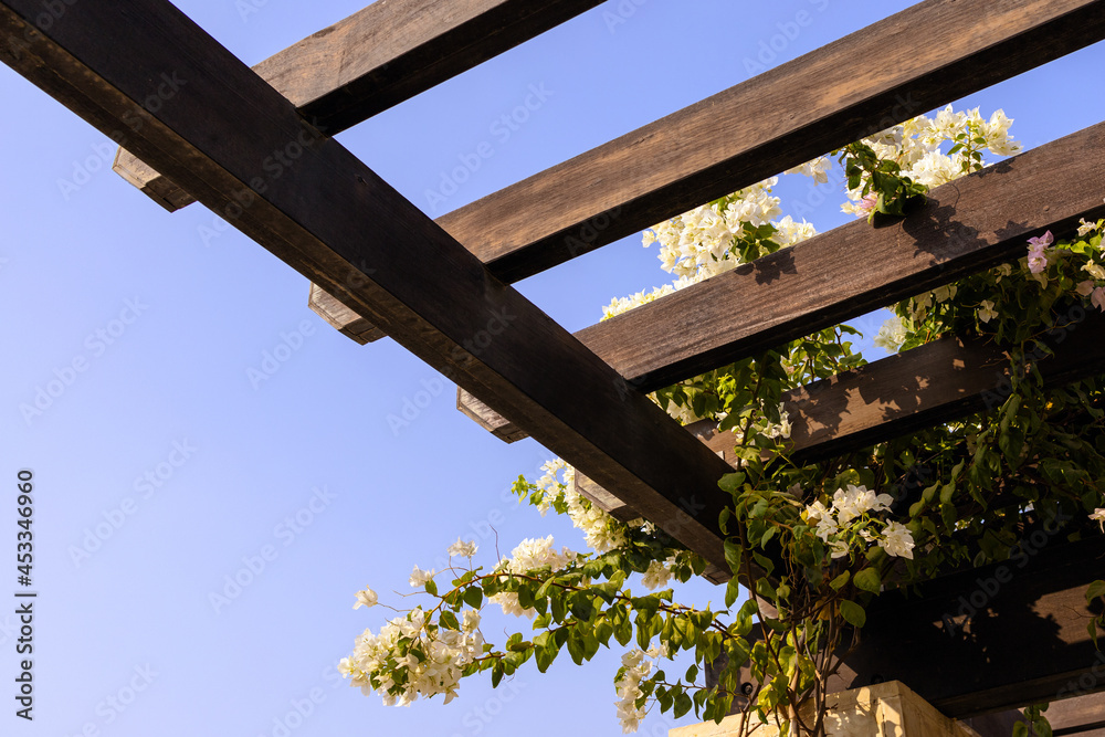 branch of Bougainvilea weawing on wooden roof against blue sky branch of Bougainvilea weawing on wooden roof against blue sky
