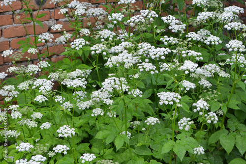 Aegopodium podagraria grows as a weed in nature photo