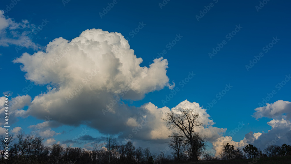 Silhouettes of trees and huge white clouds. Silhouettes of trees and huge white clouds.