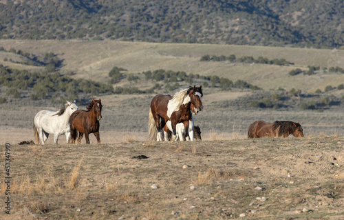 Herd of Wild Horses in the Utah Desert