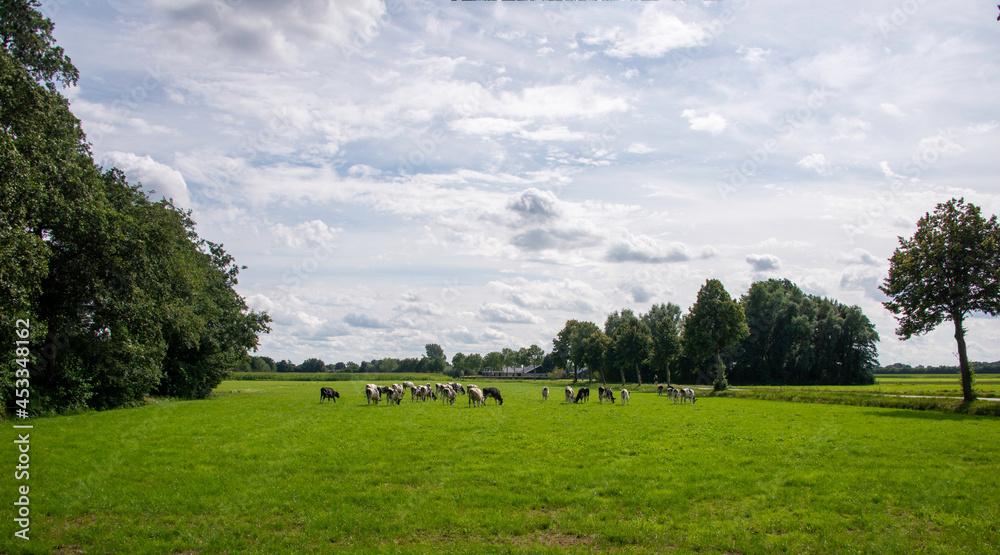 landscape with cows grazing in a green farm landscape with cows grazing in a green farm