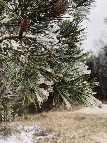 Winter, fir tree in ice