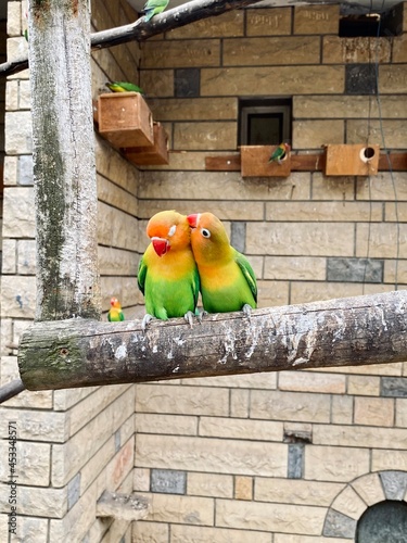 Cute parrot couple who love