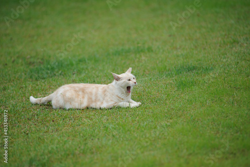 white goat on meadow