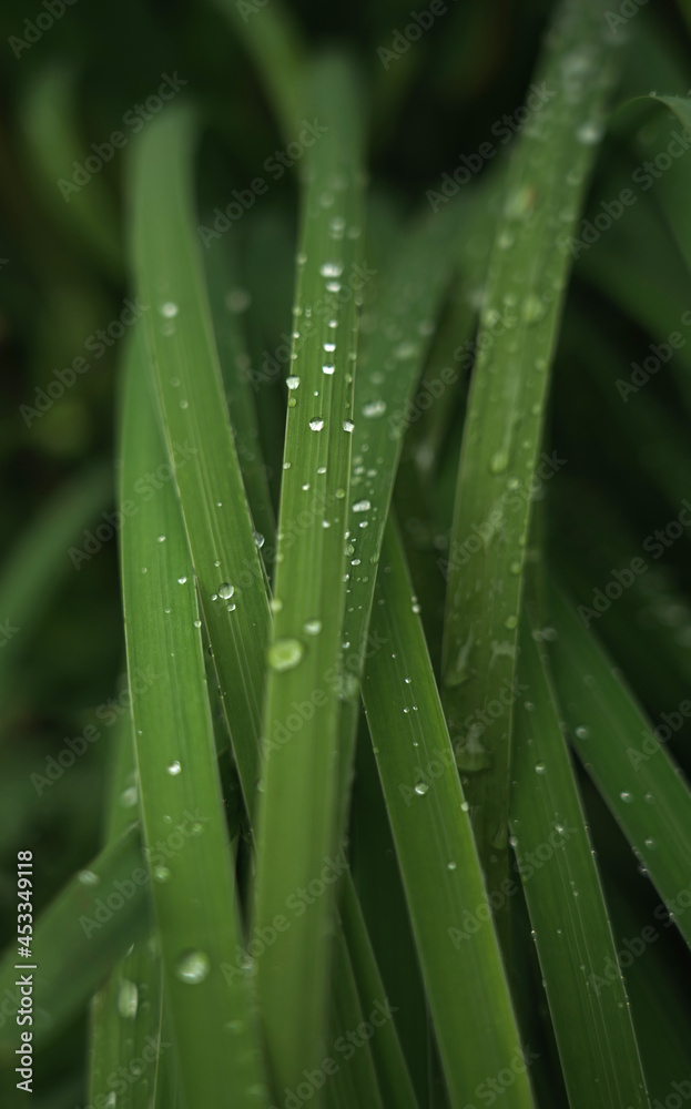 Water drops on plants leaves after rain early morning with copy space Water drops on plants leaves after rain early morning with copy space