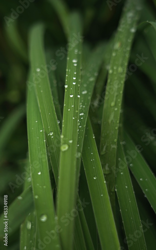 Water drops on plants leaves after rain early morning with copy space