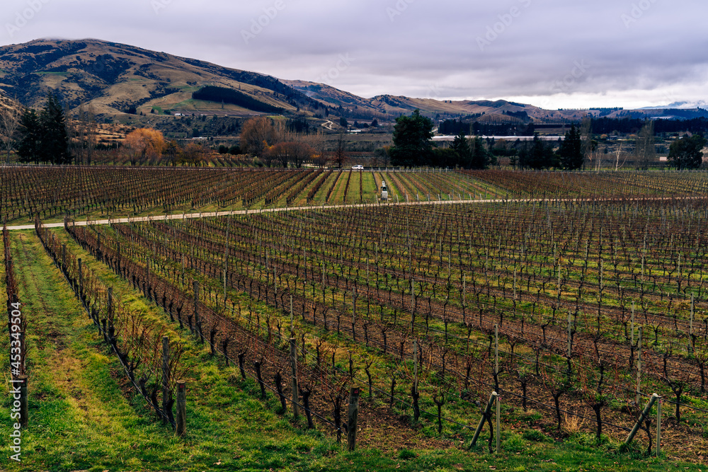vineyard in winter