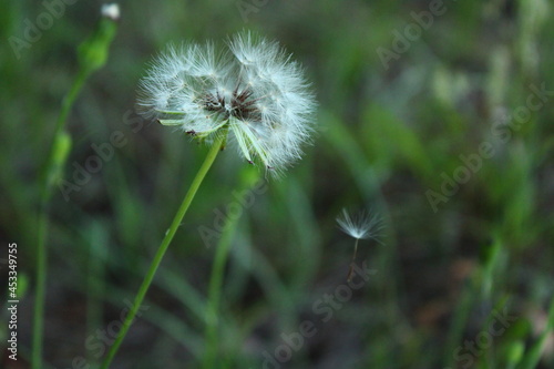 The Morning Dandelion 