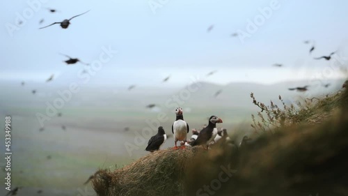 Atlantic puffin also know as common puffin is a species of seabird in the auk family. Iceland, Norway, Faroe Islands, Newfoundland and Labrador in Canada are known to be large colony of this puffin. photo