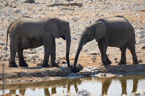 Two African Elephants (Loxodonta africana) drink water at waterhole in Etosha National Park, Namibia.