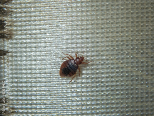 Obraz na plátne Infection with bed bugs, bugs are invisible on the mattress