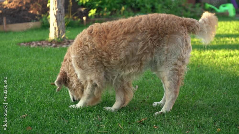 Big dog Labrador Retriever walks in the shade on a green lawn and sniffs the grass. High quality 4k footage Big dog Labrador Retriever walks in the shade on a green lawn and sniffs the grass. High quality 4k footage