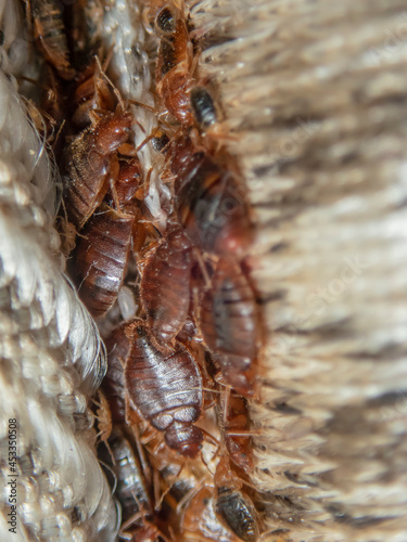 Print op canvas Serious bed bug infestation, bed bugs developed unnoticed on the mattress in fol