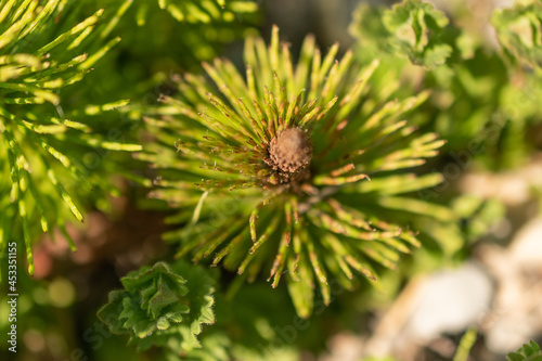 Oberriet Switzerland  April 28  2021 Needles of a fir tree