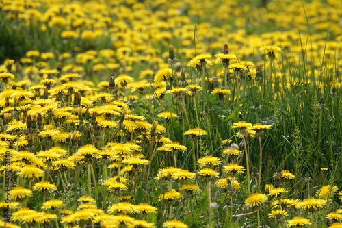 field of dandelions
